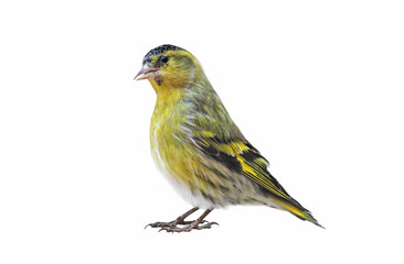 Male Eurasian Siskin (Carduelis spinus), isolated on White background, cut out