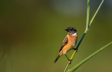 Eastern Stonechat birds on the grass on green background.
