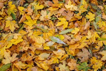 Yellow Maple leaves on a sunny autumn day