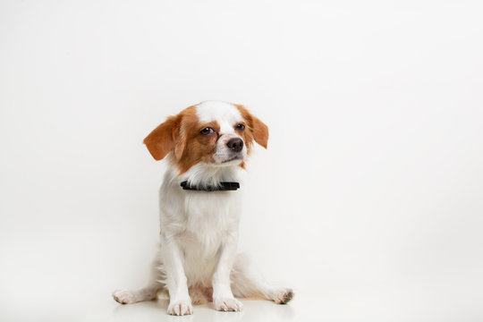 A white and brown dog sitting with a bow tie on a white background