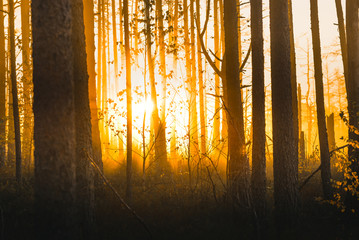 Colorful sunrise at swamp covered in fog. Wooden trail leading through the swamp. Sunshine through the thick mist with tree silhouettes at Cenas Tīrelis in Latvia. Early morning delight. 