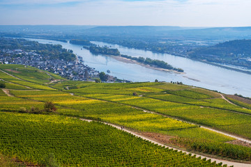 Obraz premium Der Rhein bei Rüdesheim