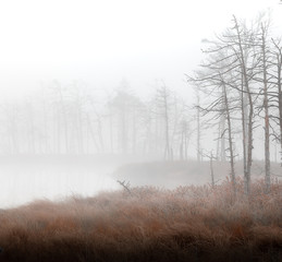 misty swamp