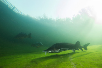 The biggest fish Beluga, Huso huso swimming in the river. Underwater photography. Freshwater fish sturgeon swimming in the nature. Fish in tank. Nice background. Live in the sea. Great Sturgeon.