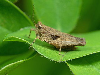 Macro Photo of Brown Grasshopper on Green Leaf