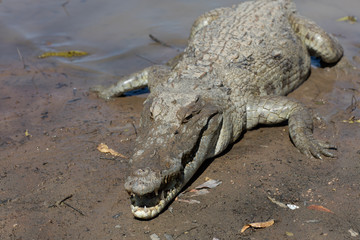 Sacred crocodile, Burkina Faso