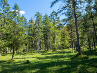 Oberbayern. Wilbad Kreuth Wanderwege entlang des fluss Weissar im Spätsommer.