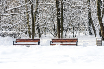 Two benches covered with snow. Beautiful winter forest in the winter sunlight.