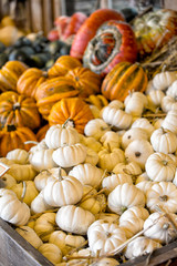 Pumpkin collection in a country store