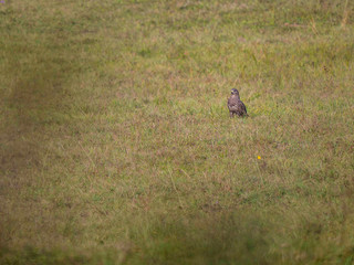 Buse variable et prairie
