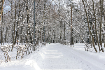 Beautiful winter forest in the winter sunlight.