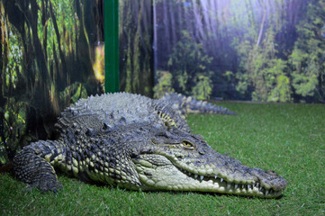 crocodile 