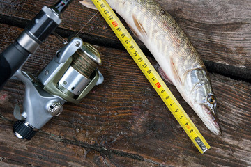 Freshwater pike fish and tape-measure on wooden background..