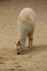 Alpaga dans son enclos