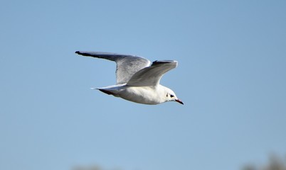 seagull in flight