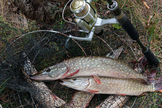 Close up view of freshwater pike fish lies on landing net with fishery catch in it and fishing rod with reel..