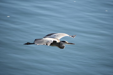 Fototapeta na wymiar Heron in flight