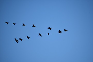 flock of birds on blue sky