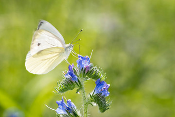 Ein Rapsweißling, Piers Napi, saugt mit seinem Rüssel Nektar