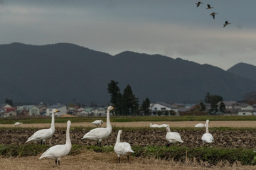 白鳥の越冬