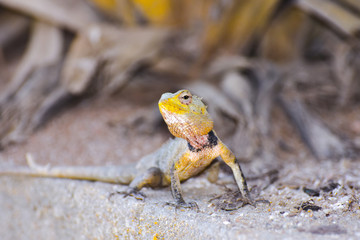 Lizard, gecko, amphibian, Sri Lanka, Negombo