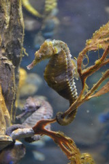 8.	Two beautiful seahorses, taken in an the aquarium in Boston