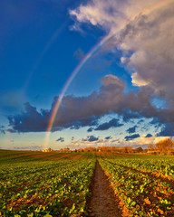 Field with Rainbow and dramatic gray sky with clouds landscape
