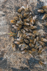 Bees and wasp swarming on honey drops on vintage wooden background..