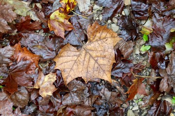 A pile of wet autumn leaves on the ground.
