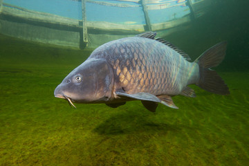 Freshwater fish carp (Cyprinus carpio) swimming in the beautiful clean pound. Underwater shot in...