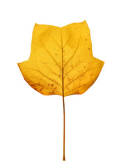 Beautiful bright yellow magnolia tree leaf isolated on white background. Magnolia tree leaf close up. Fall background