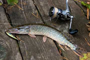 Freshwater pike with fishing bait in mouth and fishing equipment lies on wooden background..
