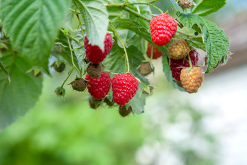 Ripe and unripe raspberry in fruit garden. Growing natural bush of raspberry. Branch of raspberry in sunlight..