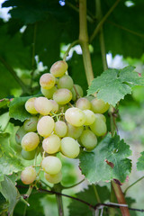 Ripe grapes bunch hangs on branch in vineyard..
