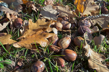 Acorns on the ground