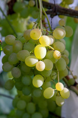 Close up view of ripe juicy berries of grapes on branch with leaves in vineyard..