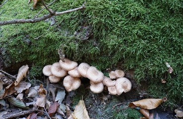 Hallimasch Pilze