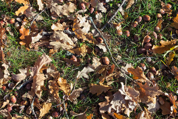 Acorns on the ground