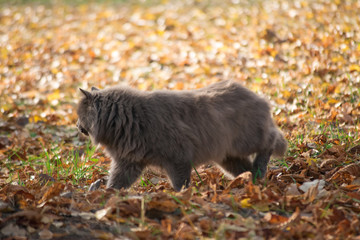 Big beautiful gray cat walks in the autumn park