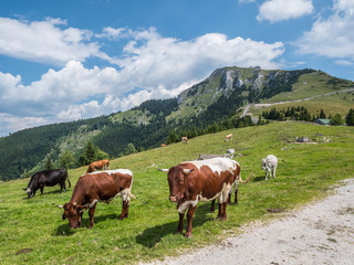 Fototapeta na wymiar Milchkühe auf einer Alm in den Bergen