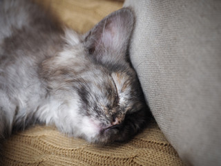 Cute kitten sleeping. Interesting color, spotted fur