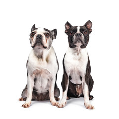 Funny duo of two black and white Boston Terriers / terriërs sitting beside eachother, looking up, isolated on white background