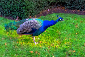 Obraz premium Wild peacock in British Park - Warwick, Warwickshire, United Kingdom