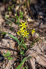 Gagea lutea, the Yellow Star-of-Bethlehem blooming in the spring forest. .
