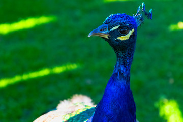 Fototapeta premium Wild peacock in British Park - Warwick, Warwickshire, United Kingdom