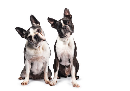 Funny duo of two black and white Boston Terriers sitting beside eachother, looking to camera with tilted heads, isolated on white background