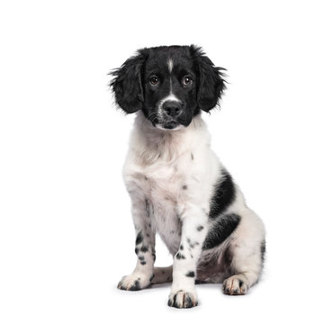 Cute black and white spotted puppy sitting side ways, looking staright at lens with sweet face and curly ears, isolated on white background