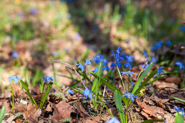 Scilla siberica (Siberian squill or wood squill) small blue flower in forest. Spring blossom in Ukrainian forest