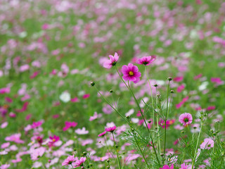 満開のコスモス畑