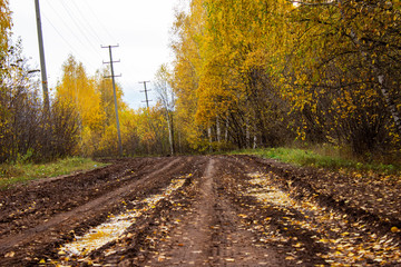 Fototapeta premium A muddy rural road with autumn trees by the side of the road. Wet road after rain, puddles and mud